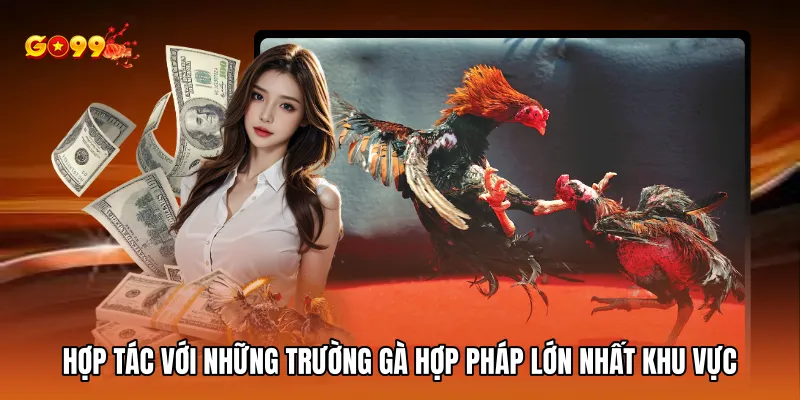 Hợp tác với những trường gà hợp pháp lớn nhất khu vực